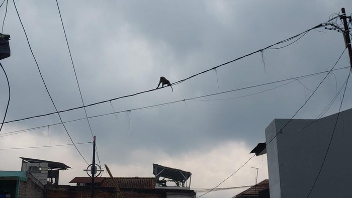 Monyet ekor panjang di permukiman warga Lembang