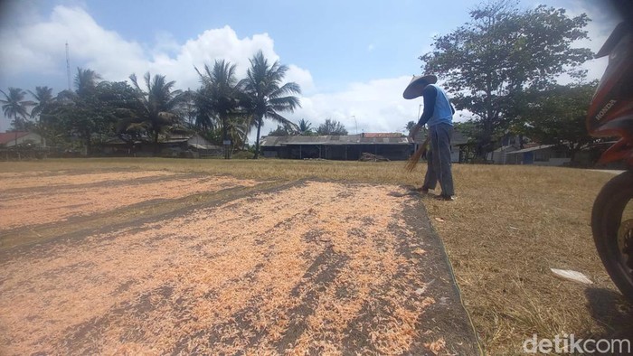 Nelayan di Pantai Timur Sedang Menjemur Udang Rebon