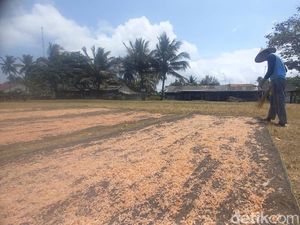 Senyum Nelayan Pangandaran Saat Panen Udang Rebon