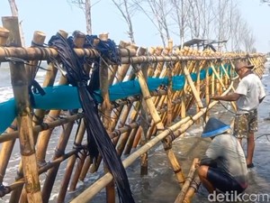 Kisah Petambak Blendung Pemalang Gotong Royong Bikin Benteng Rob