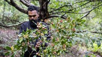Musim panen cengkeh tengah terjadi di desa tersebut. Musim panen cengkeh biasanya jatuh antara bulan Agustus dan September.  