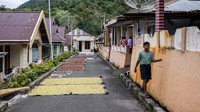 Saat musim panen, cengkeh akan dijemur di berbagai tempat, termasuk di jalan-jalan.  