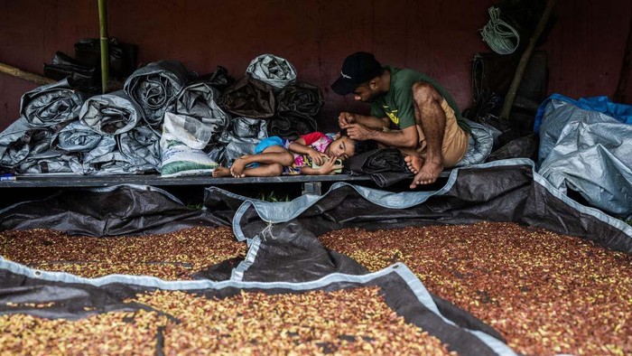 TIDORE, INDONESIA - AUGUST 22: The cloves are dried in the sun in Gura Bunga village, Tidore Island in North Maluku province on August 22, 2024. Clove growers are in the middle of harvest season. Clove harvesting has traditionally been one of the busiest times throughout the year for farmers in Tidore, a significant producer of cloves on Maluku Island. Clove harvest season usually falls between August and September. Cloves are the most important part of kretek, because kretek consists of a mixture of tobacco, cloves, and sauce. (Photo by Garry Lotulung/Anadolu via Getty Images)