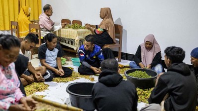 Melihat Proses Panen Cengkeh di Tidore