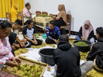 Melihat Proses Panen Cengkeh di Tidore