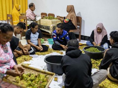 Melihat Proses Panen Cengkeh di Tidore