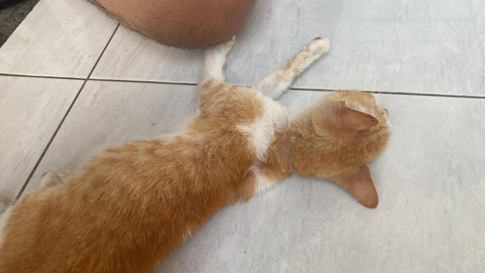 12 kucing mati bersamaan di sebuah perumahan di Kota Malang.