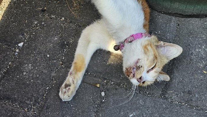 12 kucing mati bersamaan di sebuah perumahan di Kota Malang.