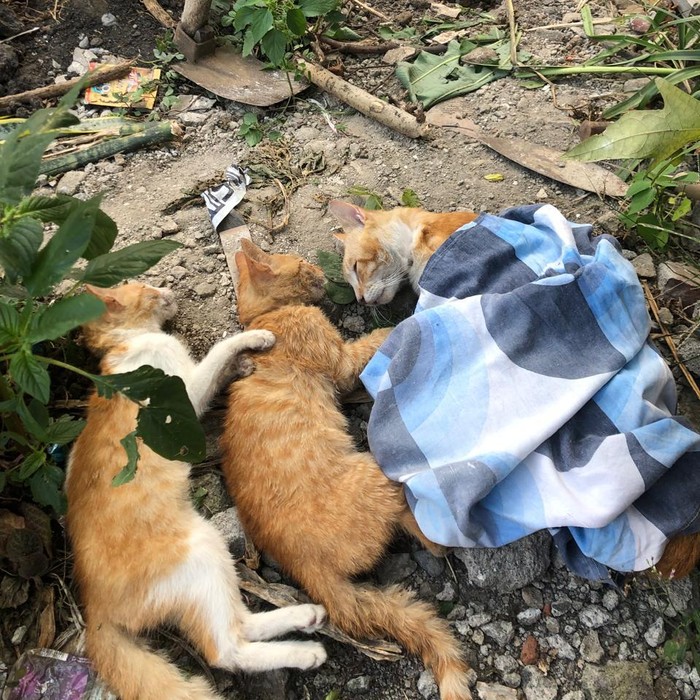 12 kucing mati bersamaan di sebuah perumahan di Kota Malang.