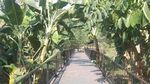 Rileks di Hutan Kota Ciganjur Ditemani Kicau Burung