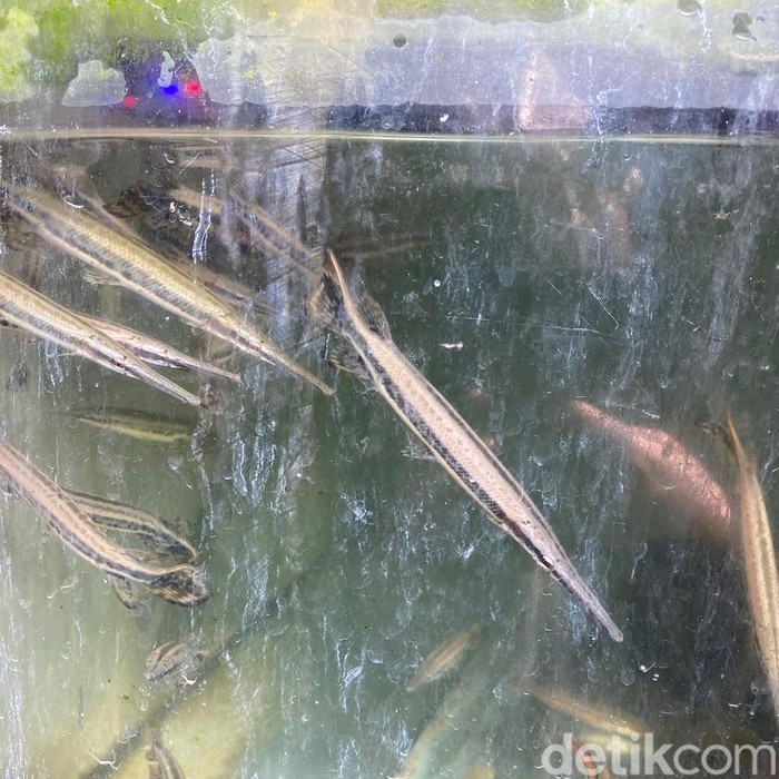 ikan aligator