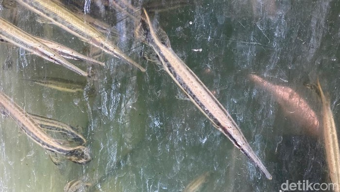 ikan aligator