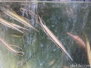 Belum Ada Langkah Pemkot Malang Tertibkan Pedagang Ikan Aligator di Pasar