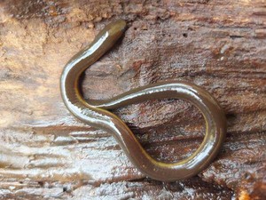 7 Fakta Caecilia, Hewan Amfibi Tak Berkaki Mirip Cacing Endemik Pulau Jawa