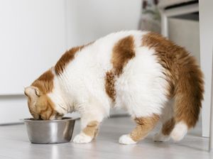 Kucing Lebih Baik Makan Raw Food, Wet Food atau Dry Food Yah?