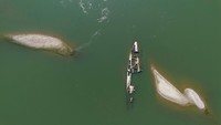 Tak hanya itu, adanya kapal-kapal di dasar sungai juga mengganggu lalu lintas sungai yang melewati Jerman, Italia, dan Prancis itu. Di Serbia sendiri, pihak berwenang terpaksa melakukan pengerukan untuk menjaga jalur navigasi di Danube tetap terbuka.  