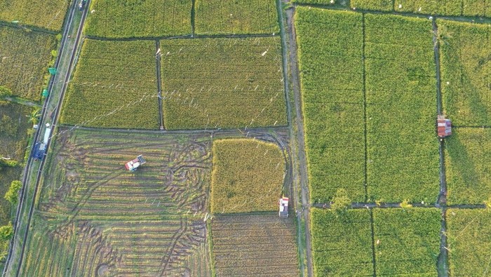 Kementan perluas lahan pertanian di Kalimantan Timur Foto udara petani mengoperasikan mesin potong padi modern saat panen padi di areal persawahan Sambutan, Samarinda, Kalimantan Timur, Selasa (10/9/2024). Kementerian Pertanian melalui Badan Standarisasi Instrumen Pertanian Kalimantan Timur (BSIP Kaltim) melakukan perluasan lahan pertanian tanaman pangan sekitar 21 ribu hektare dari total 40 ribu hektare dan kegiatan pendukung lain untuk peningkatan produksi, sebagai langkah antisipasi ancaman darurat pangan dari sebelumnya 3,8 ton per hektare naik menjadi 4,5 ton per hektare. ANTARA FOTO/M Risyal Hidayat/tom.