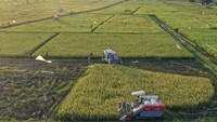 Foto udara petani mengoperasikan mesin potong padi modern saat panen padi di areal persawahan Sambutan, Samarinda, Kalimantan Timur, Selasa (10/9/2024).  