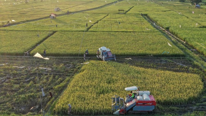 Foto udara petani mengoperasikan mesin potong padi modern saat panen padi di areal persawahan Sambutan, Samarinda, Kalimantan Timur, Selasa (10/9/2024). Kementerian Pertanian melalui Badan Standarisasi Instrumen Pertanian Kalimantan Timur (BSIP Kaltim) melakukan perluasan lahan pertanian tanaman pangan sekitar 21 ribu hektare dari total 40 ribu hektare dan kegiatan pendukung lain untuk peningkatan produksi, sebagai langkah antisipasi ancaman darurat pangan dari sebelumnya 3,8 ton per hektare naik menjadi 4,5 ton per hektare. ANTARA FOTO/M Risyal Hidayat/tom.