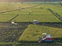 70 Ribu Ha Lahan Pertanian Hilang Setiap Tahun, Kementan Cetak Sawah Baru