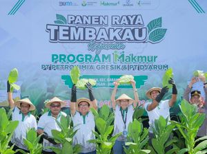 Petrokimia Gresik-Djarum Sukses Genjot Hasil Panen Tembakau di Grobogan