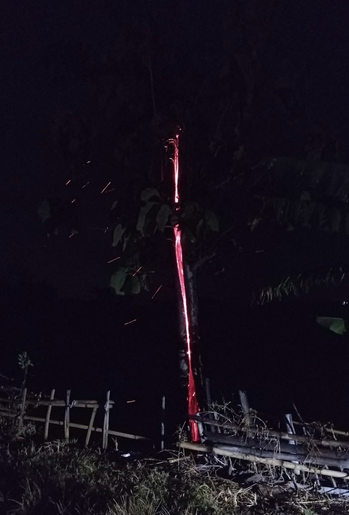 Pohon terbakar misterius