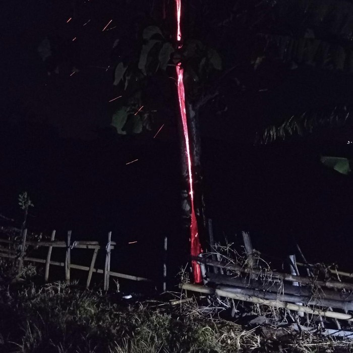 Pohon terbakar misterius
