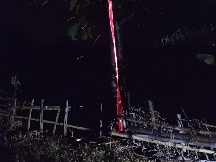 Pohon terbakar misterius