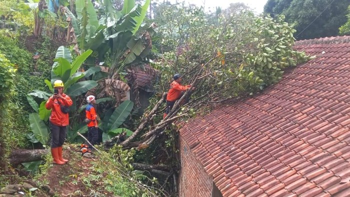 Pohon tumbang timpa rumah di Ciamis