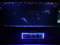 Kehidupan Seks Hewan-hewan Laut Dipamerkan di Akuarium Ini
