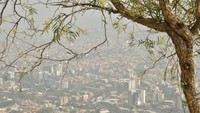 Luas area yang terbakar total 3,8 juta hektare, mencakup kawasan hutan dan padang rumput.  