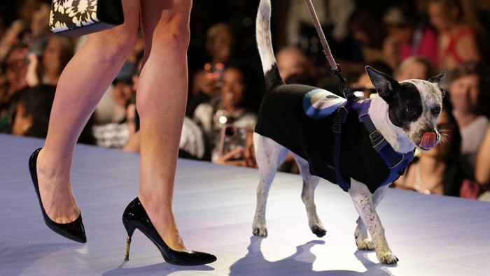 Aksi Gemas Anabul di Panggung Peragaan Busana A model carries a dog to present creations during the Catwalk Furbaby Fashion Show at New York Fashion Week, in New York City, U.S., September 5, 2024. REUTERS/Kent J Edwards
