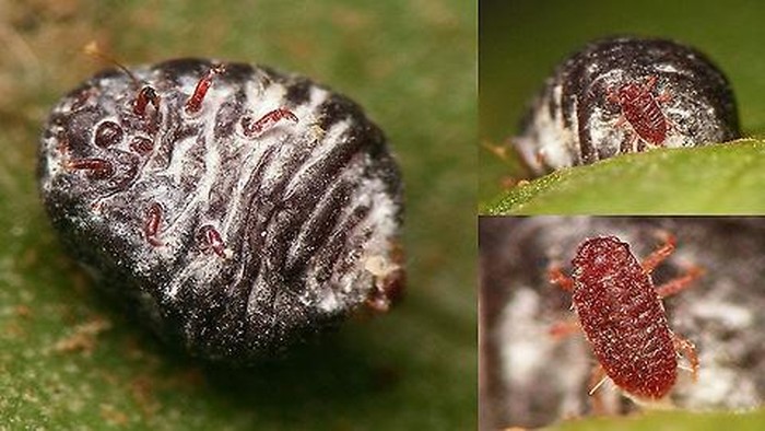Dactylopius coccus Costa