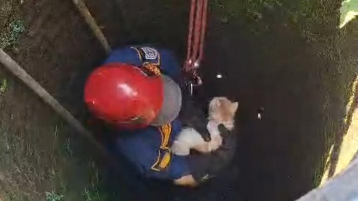 Evakuasi kucing di Desa Manjung, Kecamatan Ngawen, Klaten oleh Damkar.