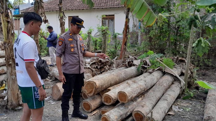 Kayu jati yang gagal diselundupkan di Banyuwangi