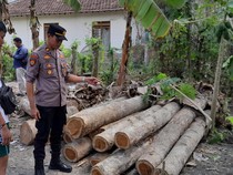 61 Kayu Jati Ilegal Asal Banyuwangi Gagal Diselundupkan ke Luar Jawa