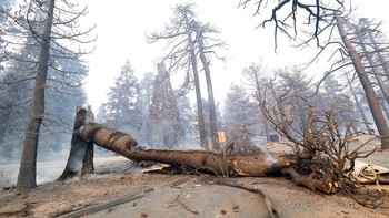 Kebakaran California: Perubahan iklim menyebabkan kebakaran hutan jadi ancaman besar, dan di 2018 sebagian besar wilayah California terdampak kebakaran terburuk dalam beberapa tahun terakhir. Lebih dari 100 orang tewas dalam lebih dari 8.500 kebakaran di seluruh California. Bencana ini menghancurkan lebih dari 24.000 bangunan serta membakar dua juta hektar tanah. Tak ada keraguan kebakaran tersebut merupakan bencana yang disebabkan manusia. Tahun-tahun sebelum kebakaran terjadi peningkatan suhu akibat perubahan iklim membunuh banyak pohon. Pohon yang mati dan kering jadi bahan bakar menyebar api. Foto: REUTERS/Carlos Barria Foto: REUTERS/Mario Anzuoni
