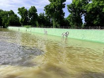 Kebun Binatang Nigeria Kebanjiran, Buaya dan Ular Lepas ke Pemukiman