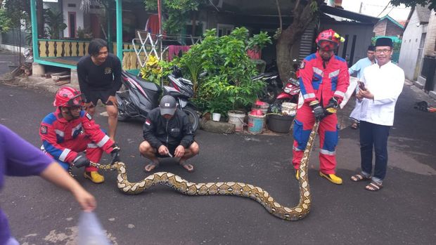 Kemunculan ular sanca besar membuat kaget warga di Jagakarsa, Jaksel. Momen evakuasi sanca besar dari atap warga tersebut berlangsung menegangkan. (dok Damkar Jaksel)