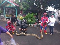 Kenapa Banyak Ular Sanca Keluar Saat Musim Hujan? Ini Penyebabnya