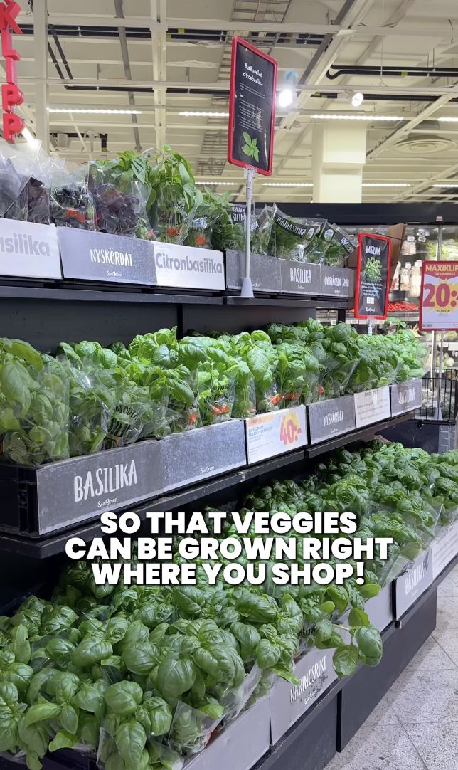 Keren! Kebun Sayur Ramah Lingkungan Ini Ada di Dalam Supermarket