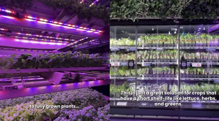 Keren! Kebun Sayur Ramah Lingkungan Ini Ada di Dalam Supermarket