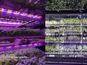 Keren! Kebun Sayur Ramah Lingkungan Ini Ada di Dalam Supermarket
