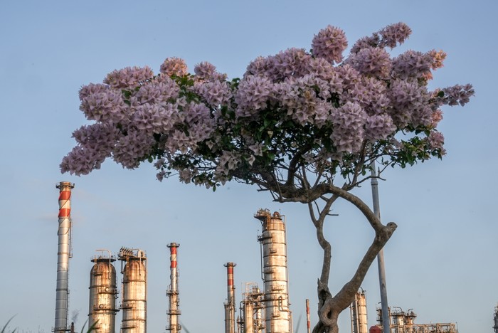 Kilang Cilacap dukung ketahanan energi nasional berkelanjutan Bunga Bugenvile (Bougainvillea spectabilis Nytaginaceae), mekar di dalam area Kilang Pertamina Internasional (KPI) Unit Cilacap.
