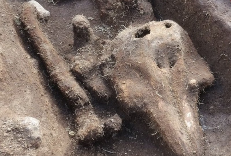 Kuburan aneh lumba-lumba