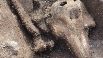 Kuburan lumba-lumba: Saat meneliti pulau Chapelle Dom Hue di Inggris tahun 2017, arkeolog menemukan salah satu penemuan paling aneh, kuburan berisi sisa-sisa tubuh ikan lumba-lumba. Hewan itu dimakan pada abad pertengahan, tetapi mengingat lokasinya dekat dengan laut, akan lebih mudah untuk dibuang saja di sana, bukan dikubur. Kuburannya layak dan dikubur dengan baik. Mungkin itu dilakukan untuk mengawetkan dagingnya atau memiliki makna keagamaan tertentu. Foto: BBC