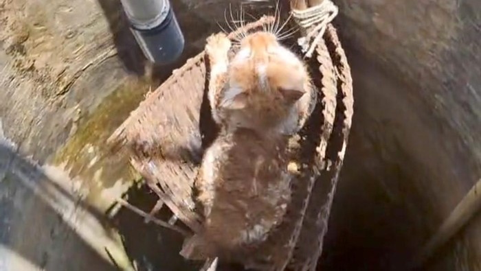 Kucing Mozi saat dievakuasi Damkar Gunungkidul, Kamis (12/9/2024).