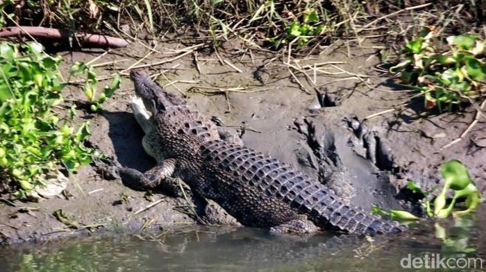 Penampakan buaya di Sungai Gebang Sidoarjo