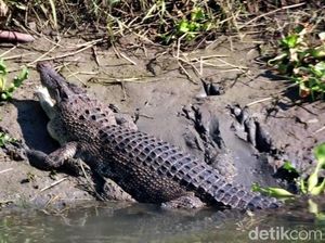 Buaya Kerap Muncul di Sungai Gebang Sidoarjo, BKSDA Minta Warga Waspada