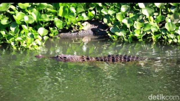 Penampakan buaya di Sungai Gebang Sidoarjo